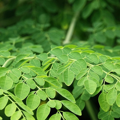 Drumstick Leaves