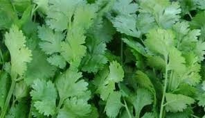 Fresh Coriander Leaves